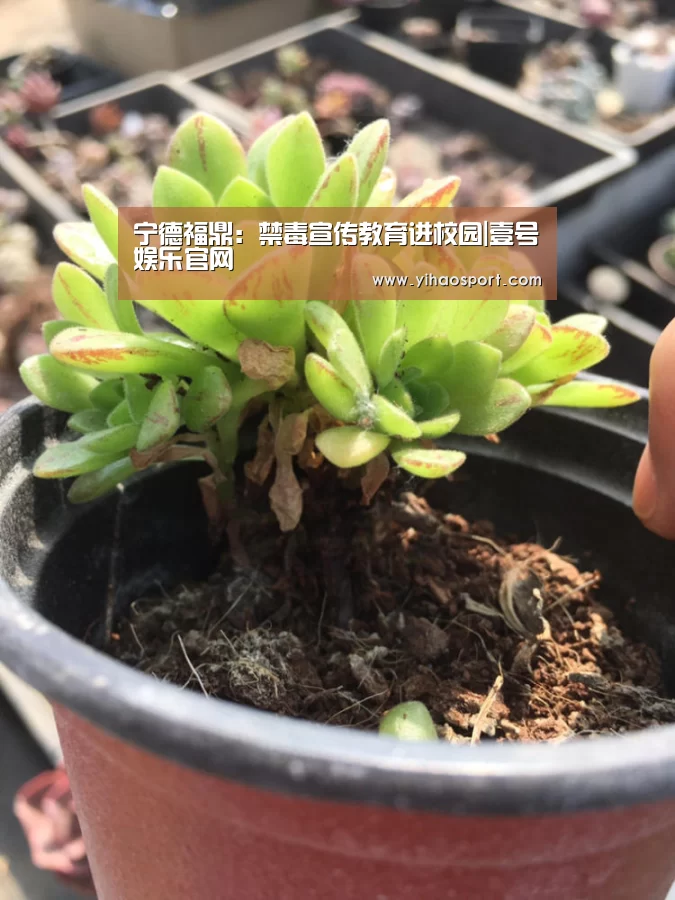 壹号娱乐下载